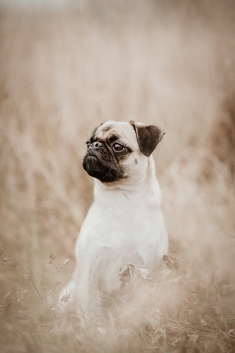 Danigrafie | Hundefotografie | Portraitfotograf auf alleFotografen