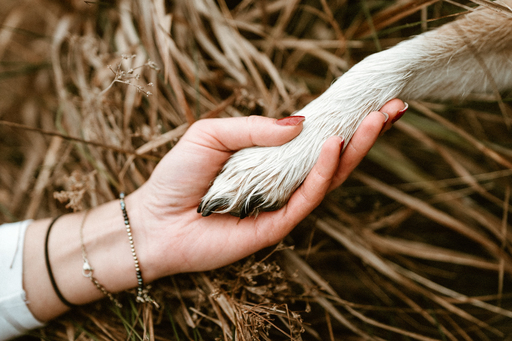 Danigrafie | Hundefotografie | Portraitfotograf auf alleFotografen