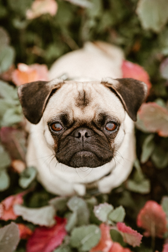 Danigrafie | Hundefotografie | Imagefotograf auf alleFotografen