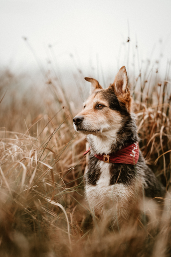 Danigrafie | Hundefotografie | Modefotograf auf alleFotografen