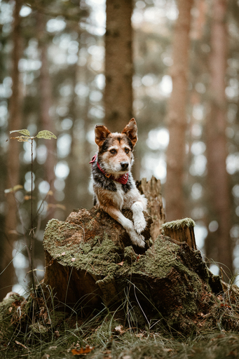 Danigrafie | Hundefotografie | Tierfotograf auf alleFotografen