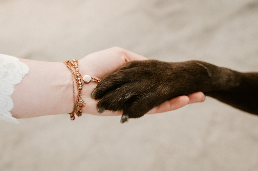 Danigrafie | Hundefotografie | Portraitfotograf auf alleFotografen