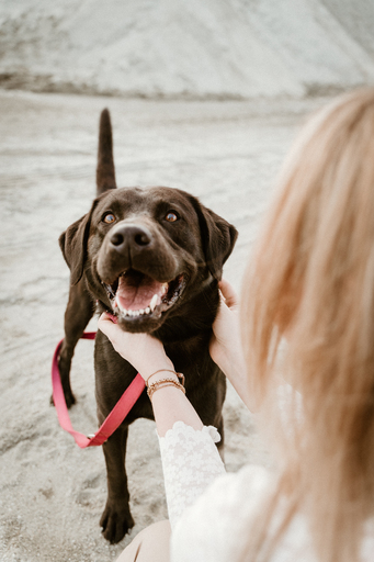Danigrafie | Hundefotografie | Kinderfotograf auf alleFotografen