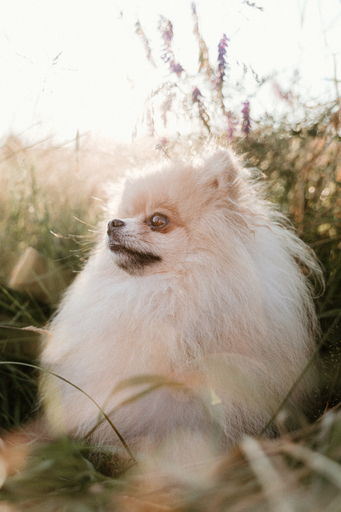 Danigrafie | Hundefotografie | Hundefotograf auf alleFotografen