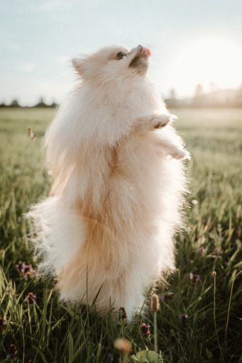 Danigrafie | Hundefotografie | Kinderfotograf auf alleFotografen