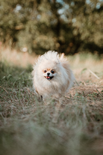 Danigrafie | Hundefotografie | Paarfotograf auf alleFotografen