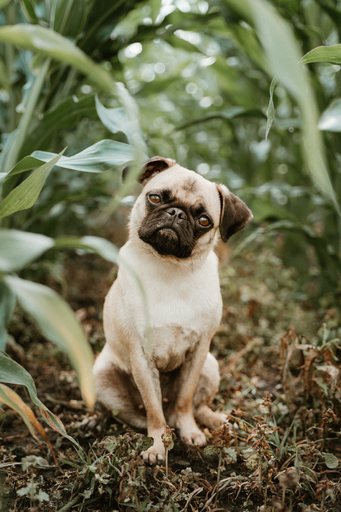 Danigrafie | Hundefotografie | Kinderfotograf auf alleFotografen