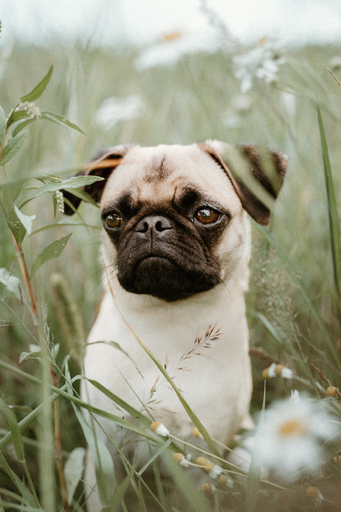 Danigrafie | Hundefotografie | Tierfotograf auf alleFotografen