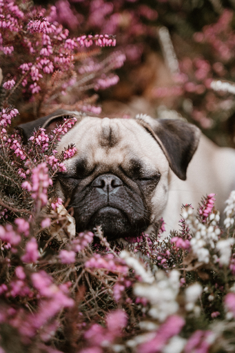 Danigrafie | Hundefotografie | Kinderfotograf auf alleFotografen