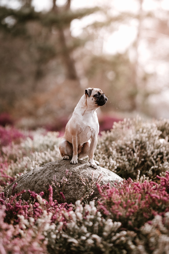 Danigrafie | Hundefotografie | Kinderfotograf auf alleFotografen