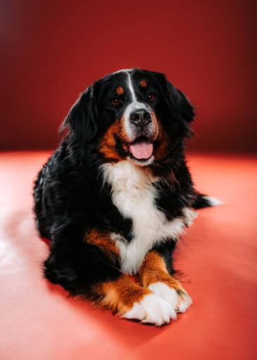 Max-Lichtblick | Unsere Tiere die immer an unserer Seite sind | Kita- und Schulfotograf auf alleFotografen