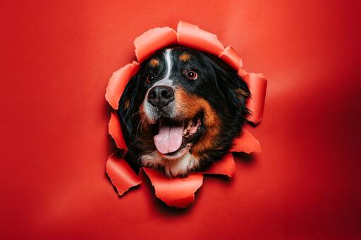 Max-Lichtblick | Unsere Tiere die immer an unserer Seite sind | Familienfotograf auf alleFotografen