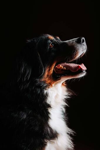 Max-Lichtblick | Unsere Tiere die immer an unserer Seite sind | Tierfotograf auf alleFotografen