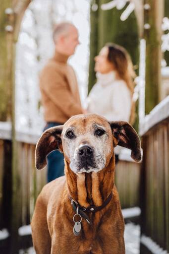 Max-Lichtblick | Unsere Tiere die immer an unserer Seite sind | Hochzeitsfotograf auf alleFotografen