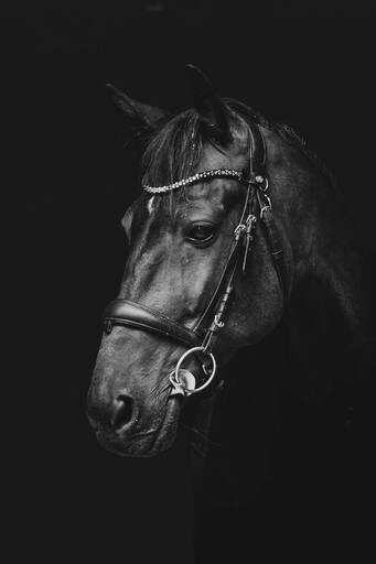 Max-Lichtblick | Unsere Tiere die immer an unserer Seite sind | Hochzeitsfotograf auf alleFotografen