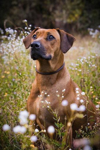 Fotografie Sabine Aichberger | Menschen und Tiere | Familienfotograf auf alleFotografen