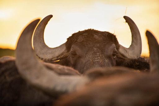 Fotografie Sabine Aichberger | Menschen und Tiere | Familienfotograf auf alleFotografen