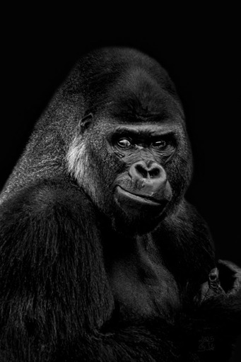 Fotografie Sabine Aichberger | Menschen und Tiere | Portraitfotograf auf alleFotografen