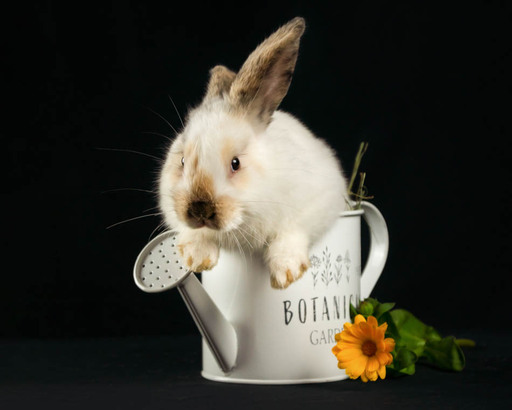 Fotografie Sabine Aichberger | Menschen und Tiere | Kinderfotograf auf alleFotografen