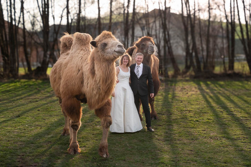 Fotografie Sabine Aichberger | Menschen und Tiere | Pferdefotograf auf alleFotografen