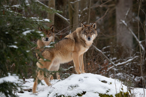 Fotografie Sabine Aichberger | Menschen und Tiere | Tierfotograf auf alleFotografen