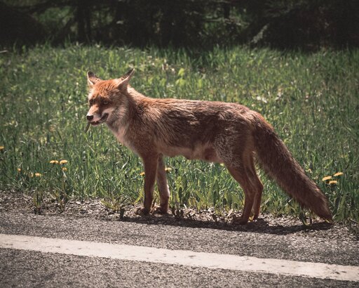 Markus Mittermayer Photography | Tiere | Modefotograf auf alleFotografen