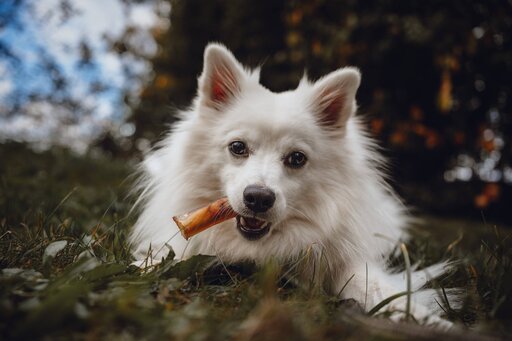 Markus Mittermayer Photography | Tiere | Passbildfotograf auf alleFotografen