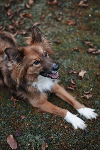 Markus Mittermayer Photography | Tiere | Tierfotograf auf alleFotografen