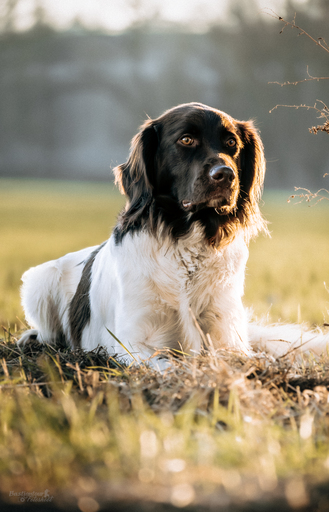 Bastiontour-Fotoshoot | Tierfotografie | Konfirmationsfotograf auf alleFotografen