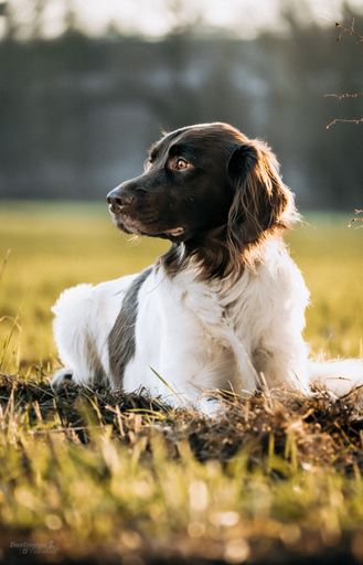 Bastiontour-Fotoshoot | Tierfotografie | Hochzeitsfotograf auf alleFotografen