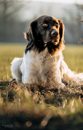 Bastiontour-Fotoshoot | Tierfotografie | Familienfotograf auf alleFotografen