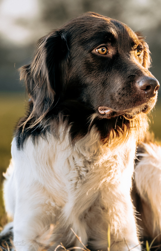 Bastiontour-Fotoshoot | Tierfotografie | Konzertfotograf auf alleFotografen