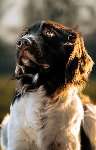 Bastiontour-Fotoshoot | Tierfotografie | Aktfotograf auf alleFotografen