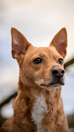 Bastiontour-Fotoshoot | Tierfotografie | Familienfotograf auf alleFotografen