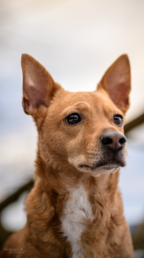 Bastiontour-Fotoshoot | Tierfotografie | Abiballfotograf auf alleFotografen
