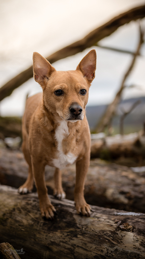 Bastiontour-Fotoshoot | Tierfotografie | Hundefotograf auf alleFotografen
