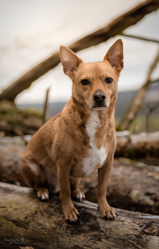 Bastiontour-Fotoshoot | Tierfotografie | Babyfotograf auf alleFotografen