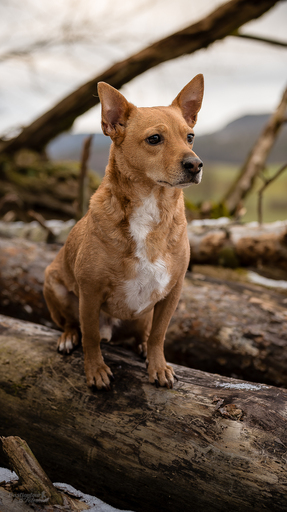 Bastiontour-Fotoshoot | Tierfotografie | Imagefotograf auf alleFotografen