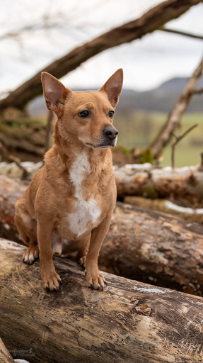 Bastiontour-Fotoshoot | Tierfotografie | Pferdefotograf auf alleFotografen