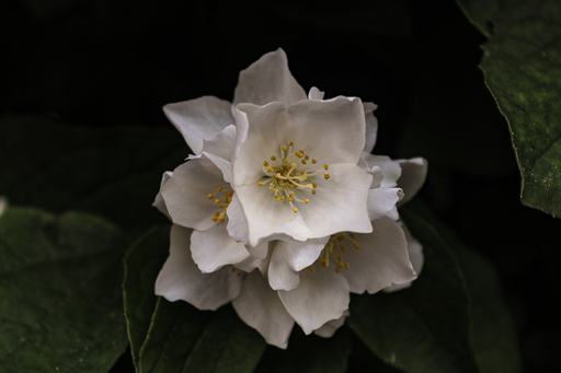 Fotografie Leipzig by Sarah | Natur | Paarfotograf auf alleFotografen