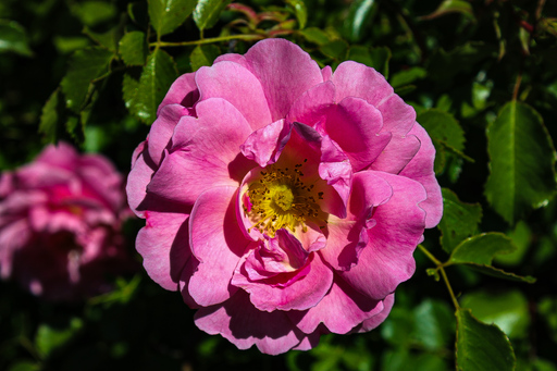 Fotografie Leipzig by Sarah | Natur | Portraitfotograf auf alleFotografen