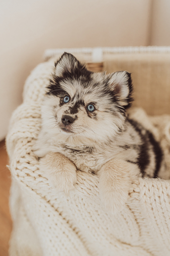 Deine Hundefotografin | Hunde & ihre Menschen | Tierfotograf auf alleFotografen