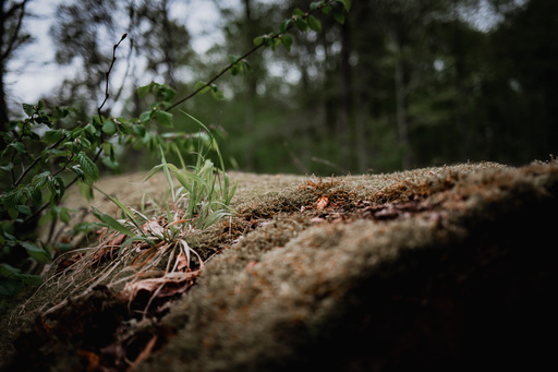 Neunzehn58 | Natur | Interiorfotograf auf alleFotografen
