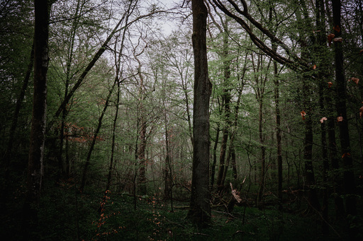 Neunzehn58 | Natur | Beautyfotograf auf alleFotografen