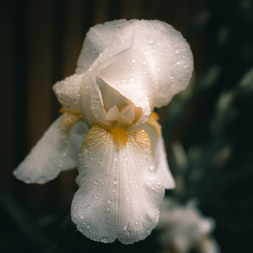 Neunzehn58 | Natur | Konzertfotograf auf alleFotografen