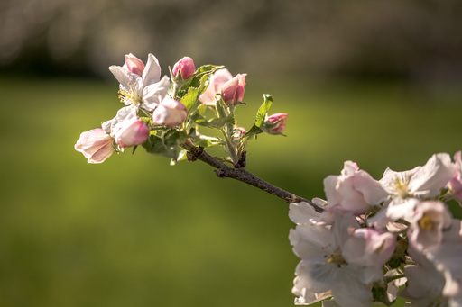 Neunzehn58 | Natur | Hochzeitsfotograf auf alleFotografen