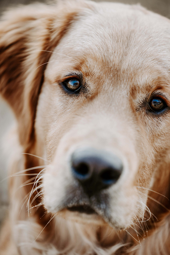 Nadine Priester | Hunde | Paarfotograf auf alleFotografen