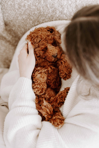 Nadine Priester | Hunde | Tierfotograf auf alleFotografen