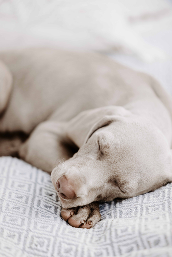 Nadine Priester | Hunde | Paarfotograf auf alleFotografen