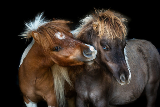 Steffi Mertz Photography | Perdefotografie | Pferdefotograf auf alleFotografen